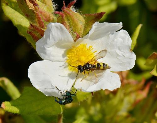 Réf. 245 767 : Cerceris rybyensis